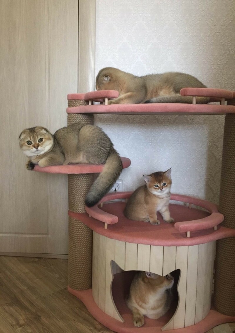 Гагения Абиссинская