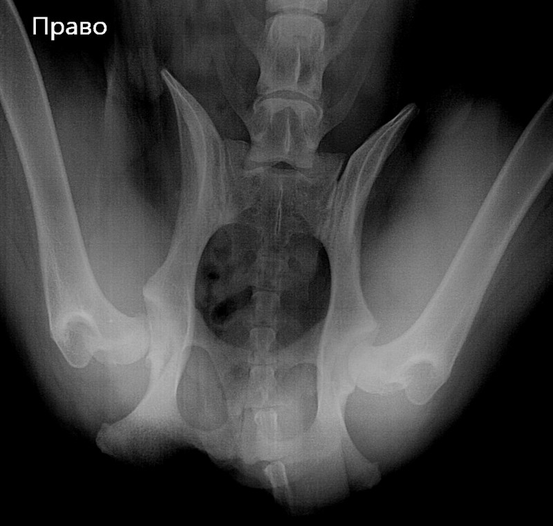 Снимок дисплазии тазобедренных суставов у собак