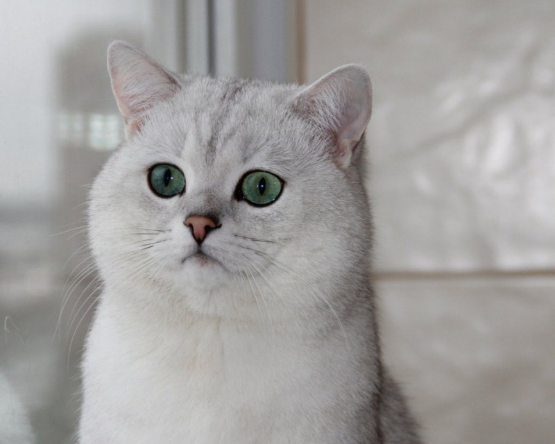 Британская шиншилла Коби
