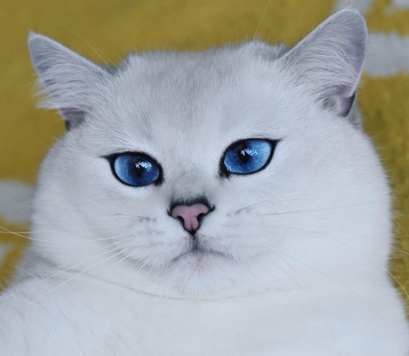 Британская шиншилла черная