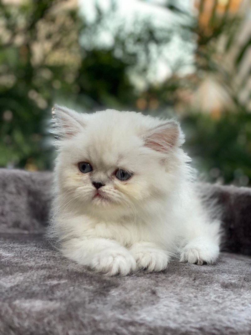 Шотландский кот шиншилла белая