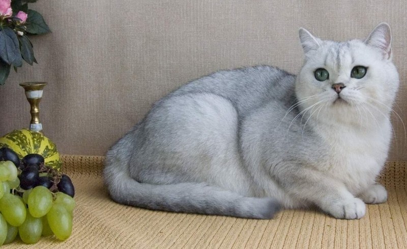 Шотландская короткошерстная шиншилла