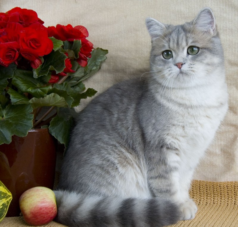 Серебристая шиншилла британец