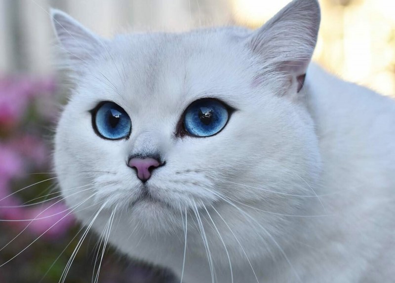 Шиншилла Пойнт Коби