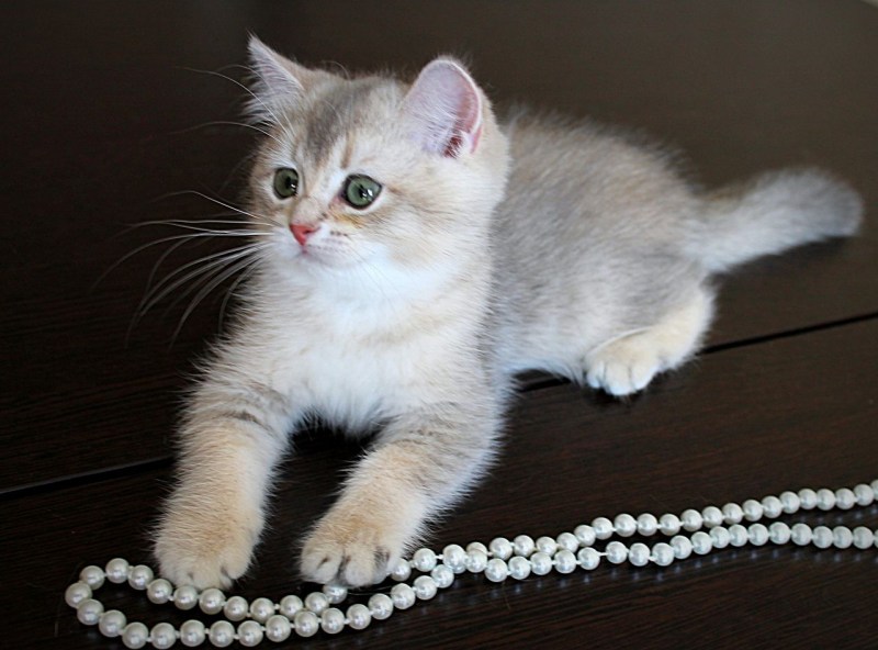 Британская кошка шиншилла голубая