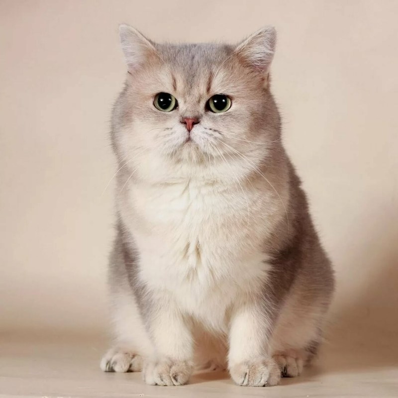 Британский кот шиншилла