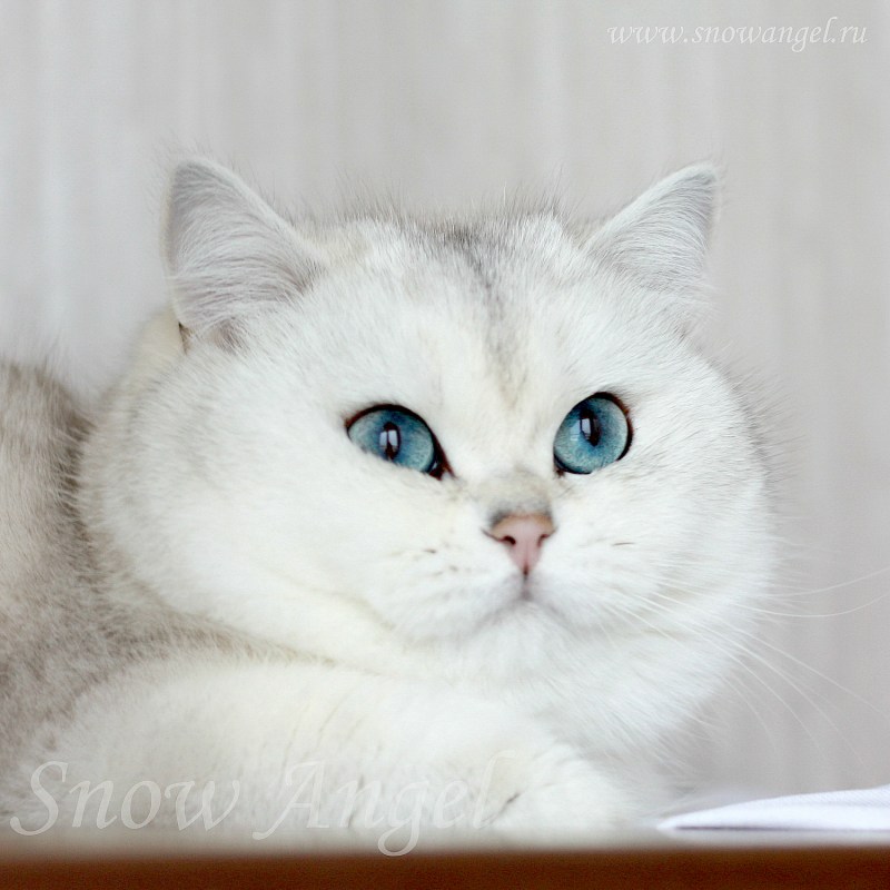 Британская короткошёрстная серебристая шиншилла