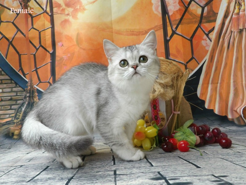 Британская шиншилла
