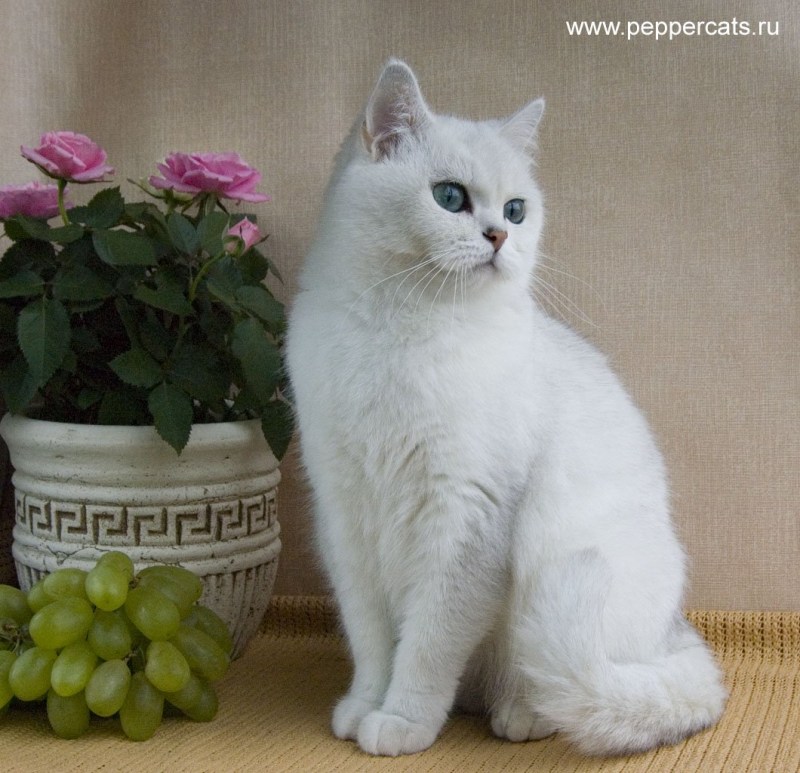 Белая шиншилла кошка