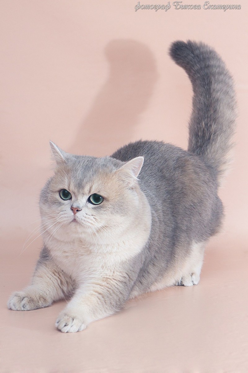 Британская короткошёрстная кошка шиншилла
