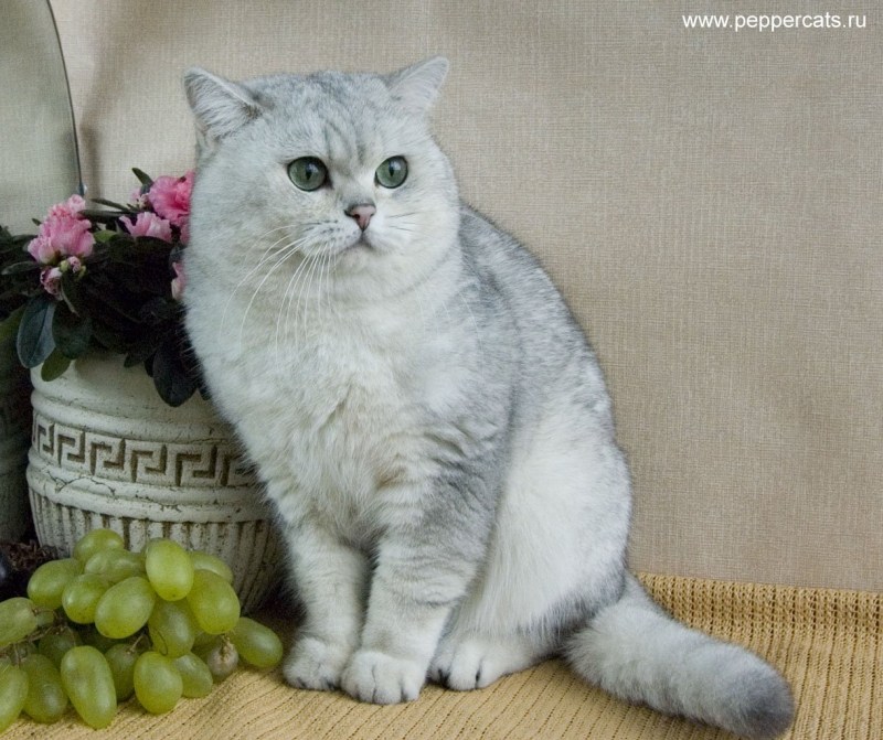 Кошка британец серебристая шиншилла голубое золото