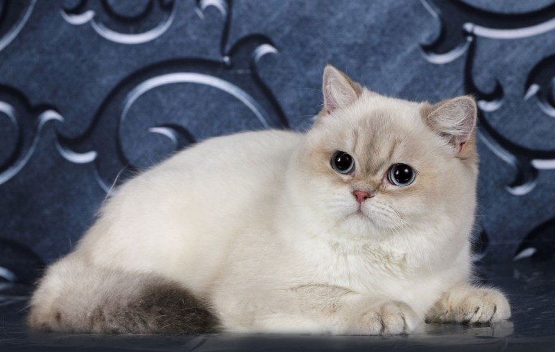 Британская короткошёрстная шиншилла