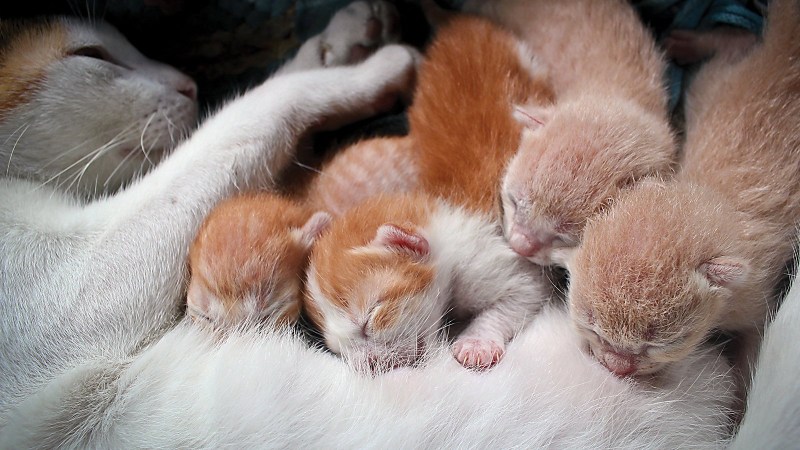 Котятки и перчатки