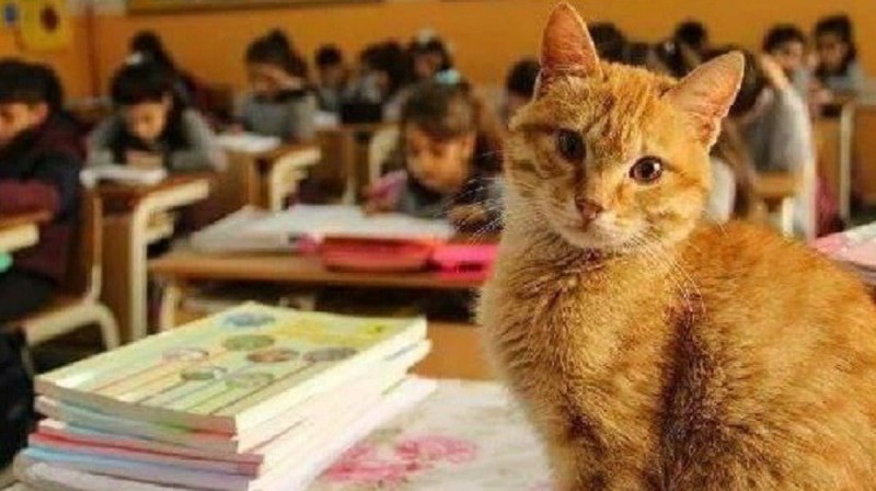 Котята в школе