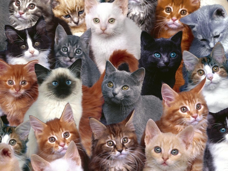 8 Котят