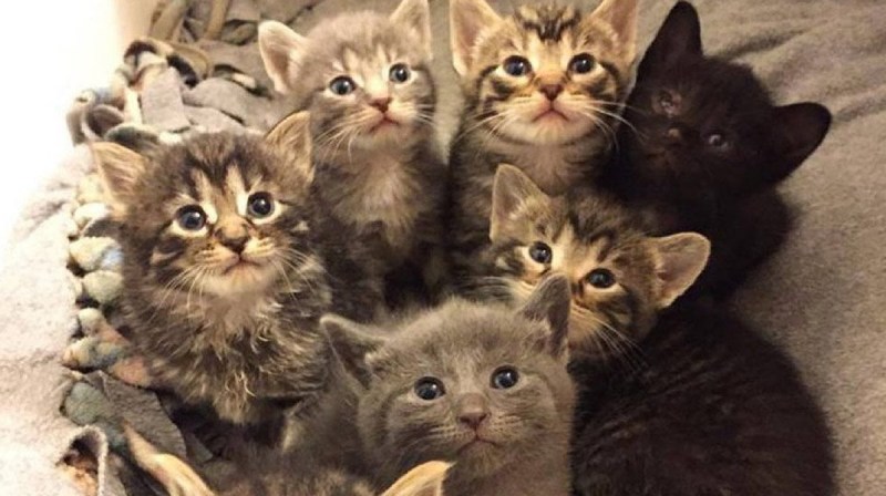 Домашние котята