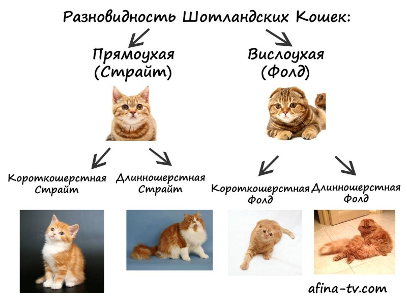 Породы кошек схема