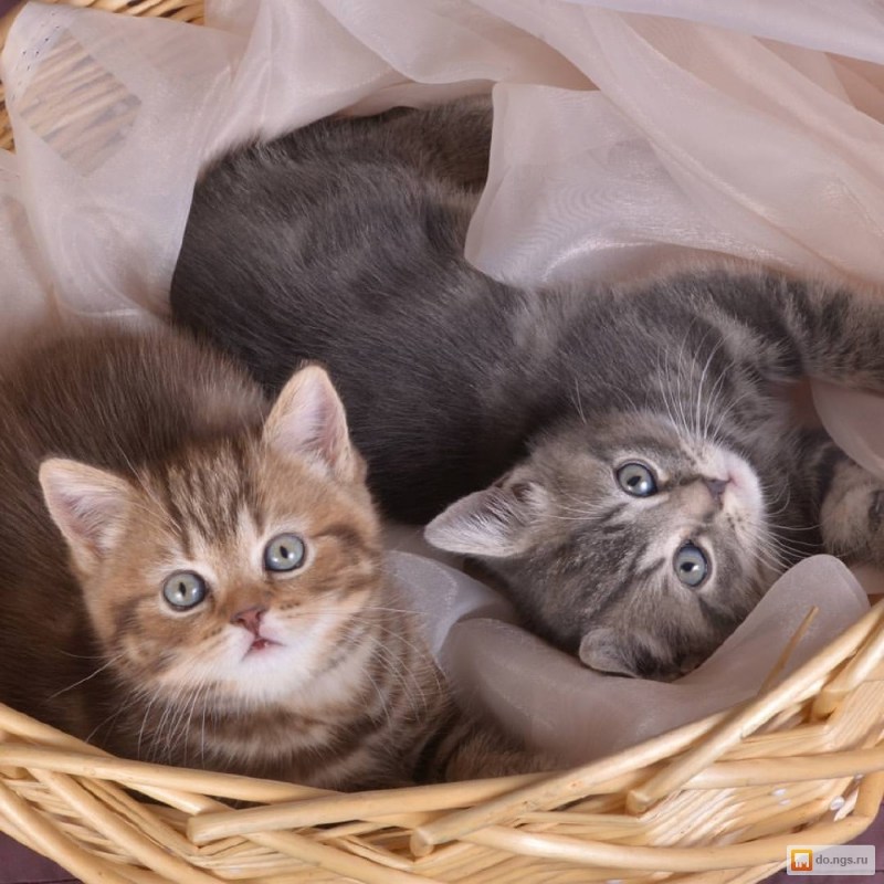 Кошка с тремя котятами
