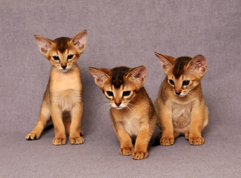 Абиссинская кошка котёнок