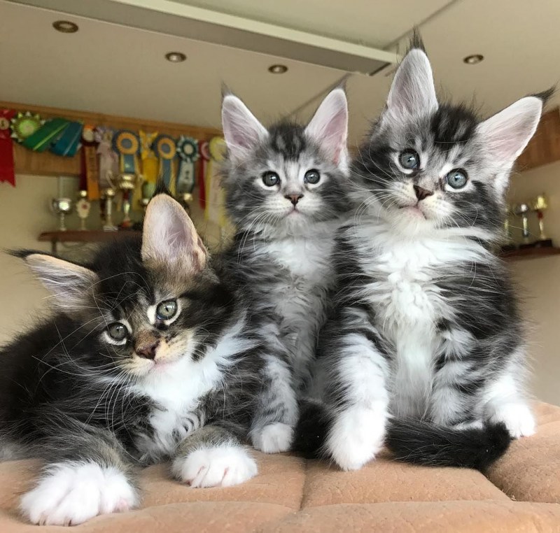 Норвежская Лесная кошка и Мейн кун