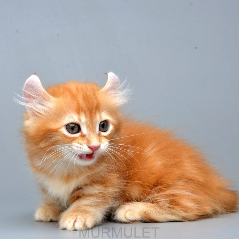 Котенок в технике валяния