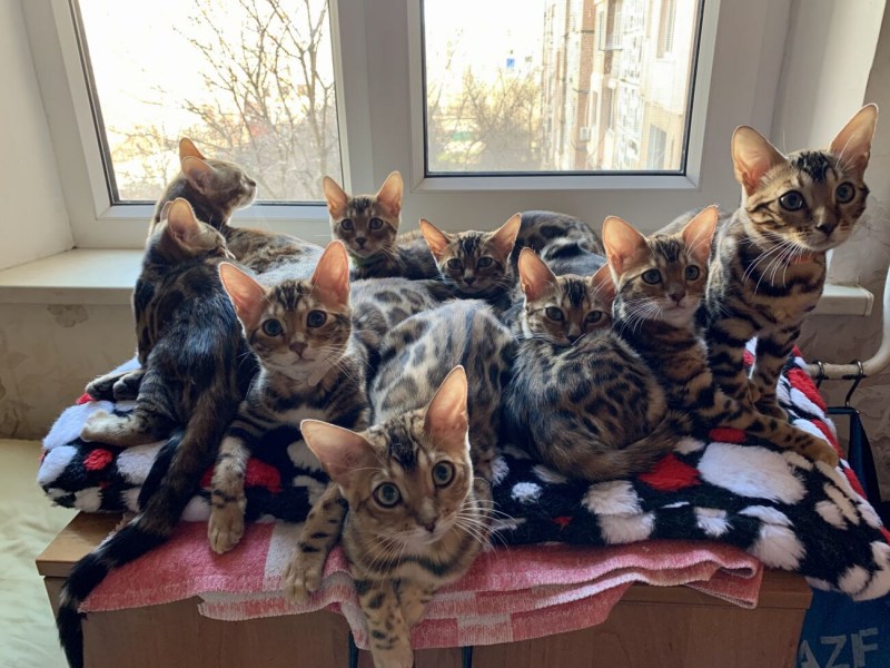 Кошка с новорожденными котятами