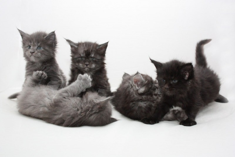 Амурский Лесной кот с котятами