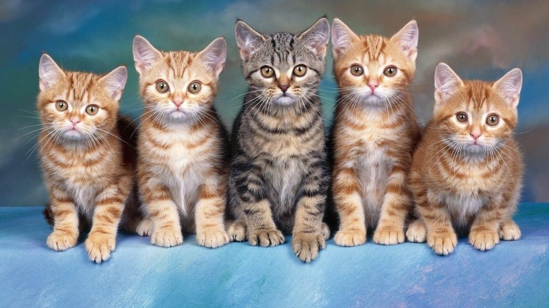Умные коты