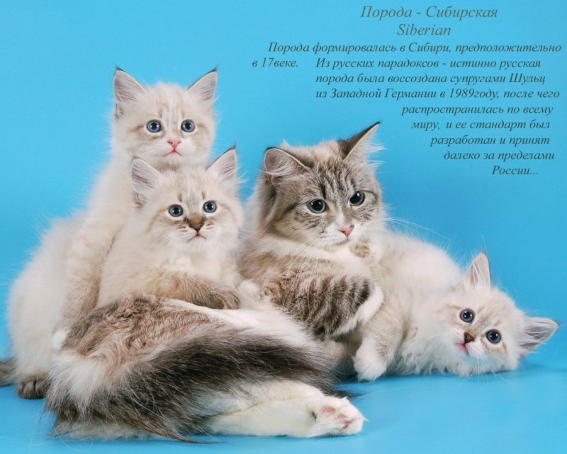 Заказать котов