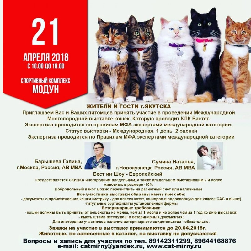 Разные породы кошек