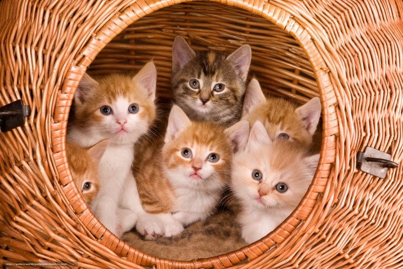 Породистые котята