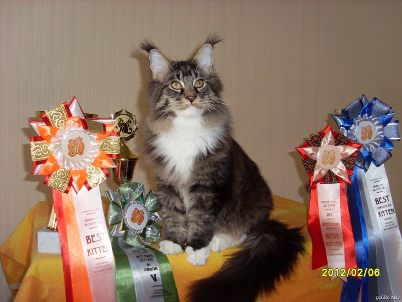 Котята разных пород