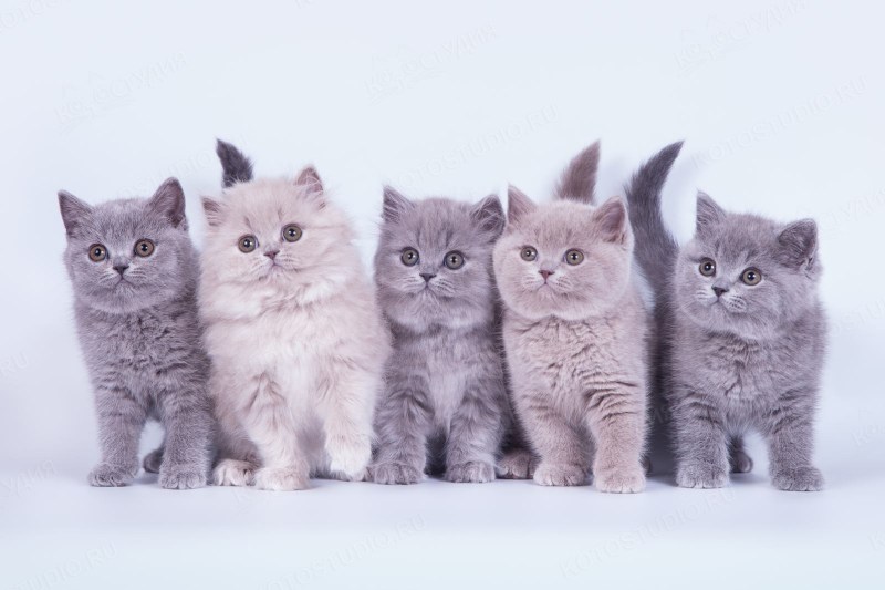 Котик из картона