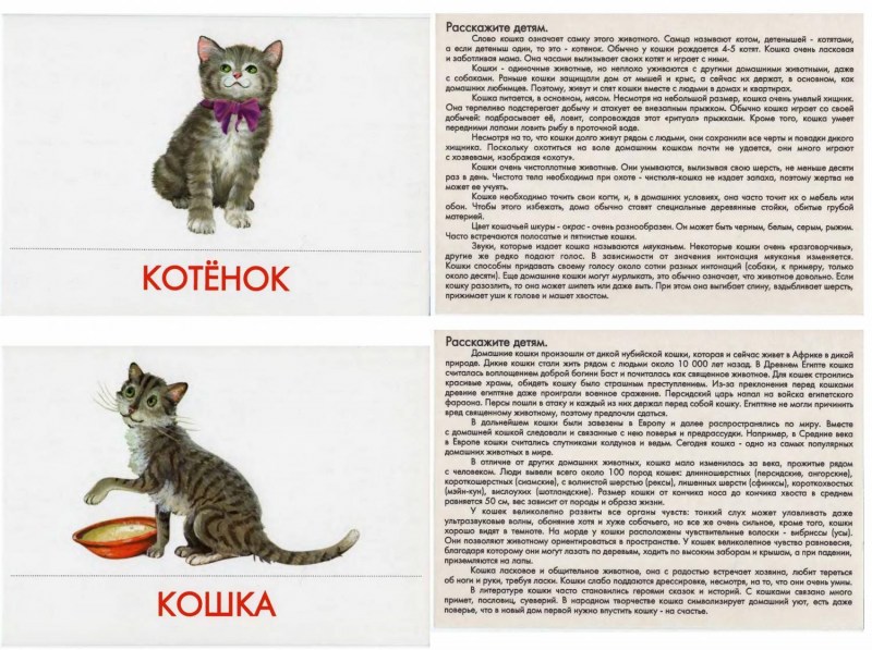 Рождение породистых котят