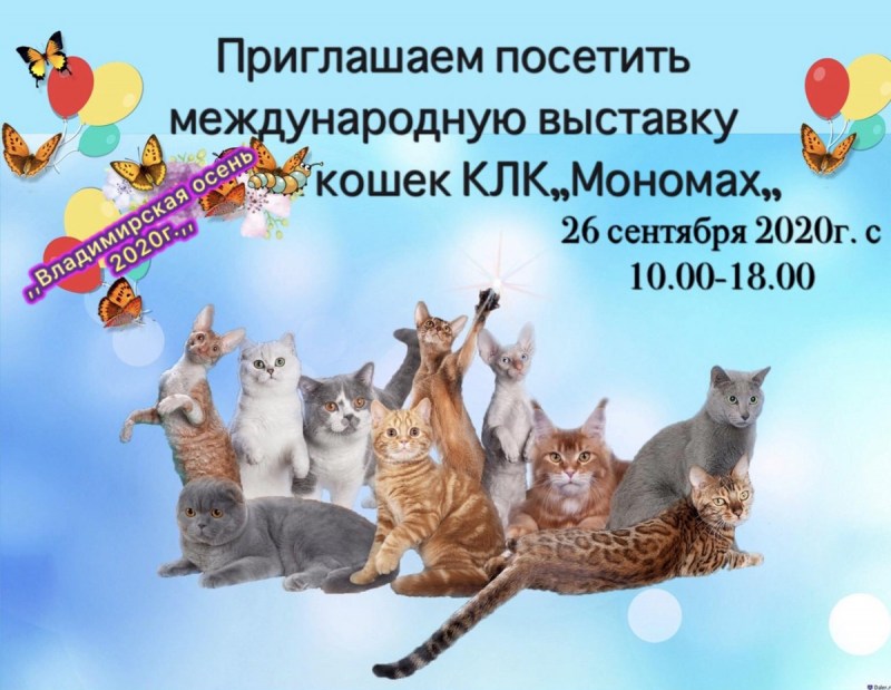 Приглашение на выставку кошек