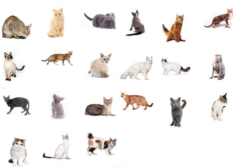 Мастер класс котенок Санька