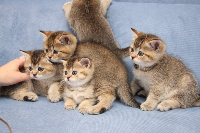 Вязаные игрушки котята