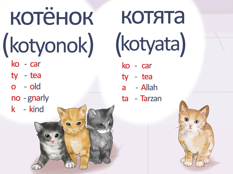 Британские котята разной расцветки