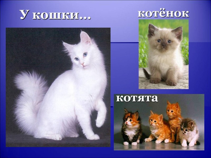 Выставочные классы кошек