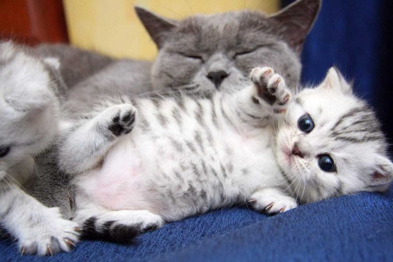 Милые котики