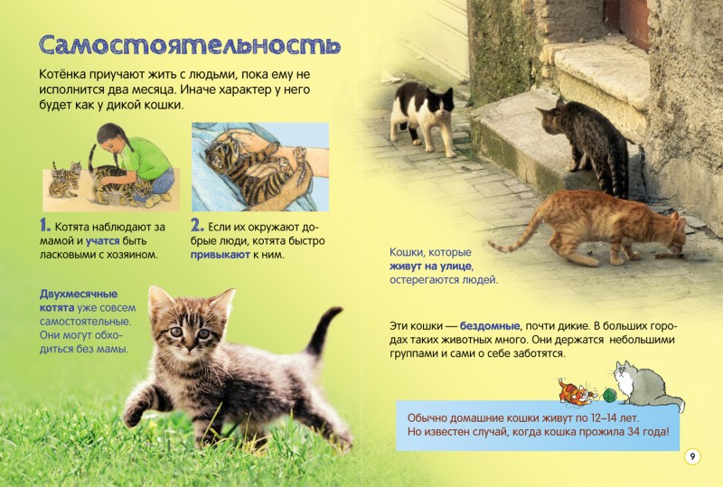 Котятки Неман