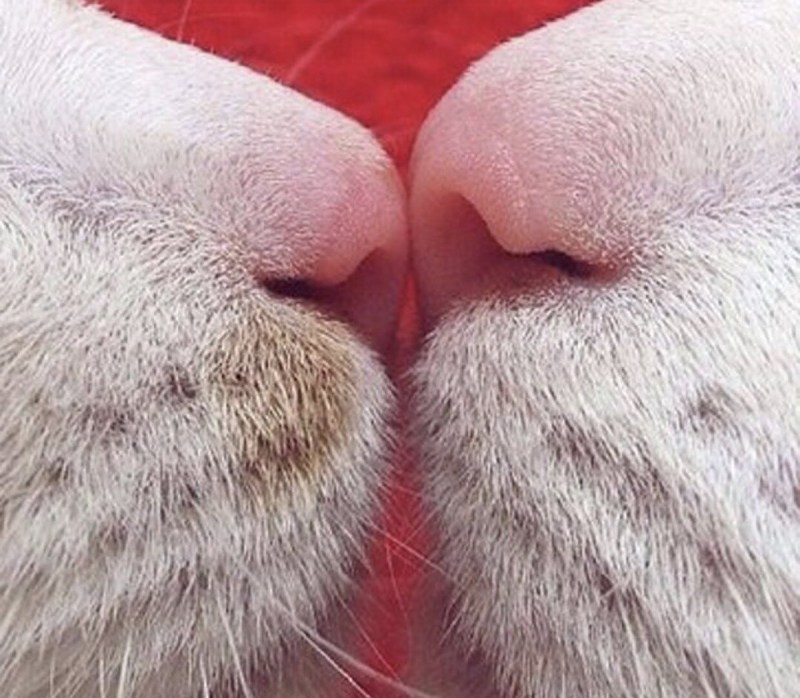 Кошачий носик