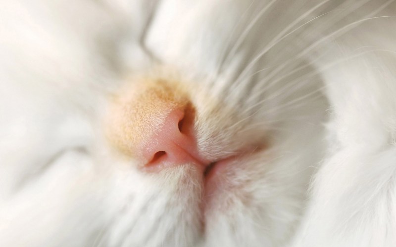 Носик кота