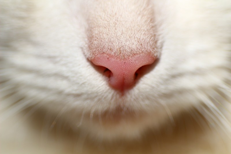 Кошачий нос