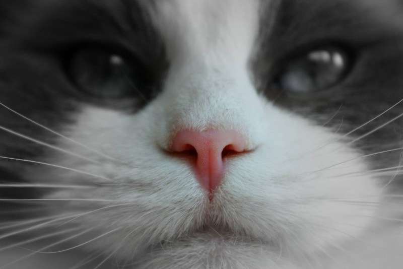 Кошачий носик