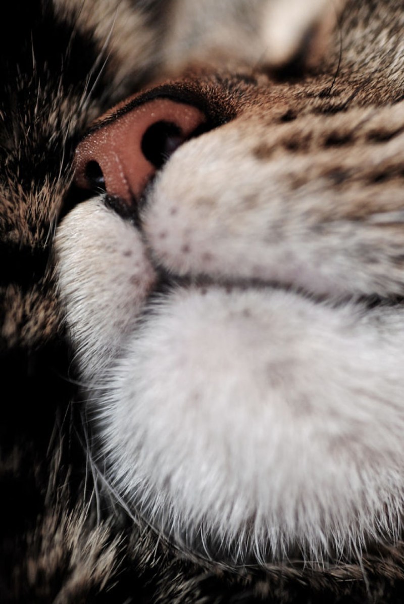 Нос кота