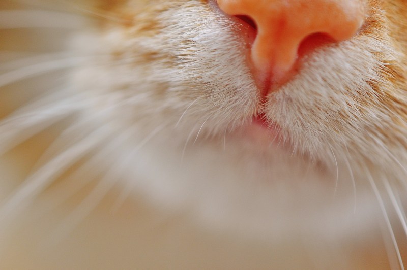 Кошачий нос
