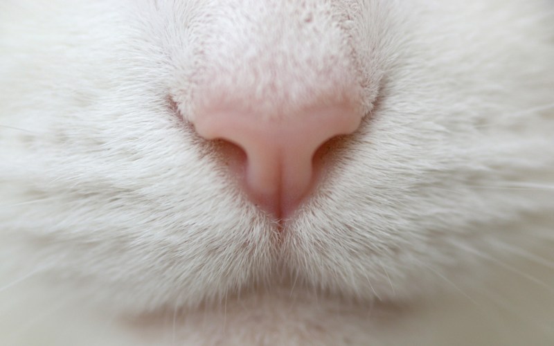 Кошкин нос