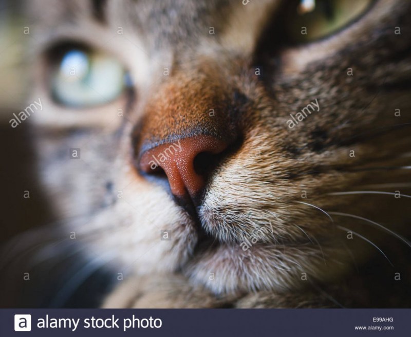 Нос кошки