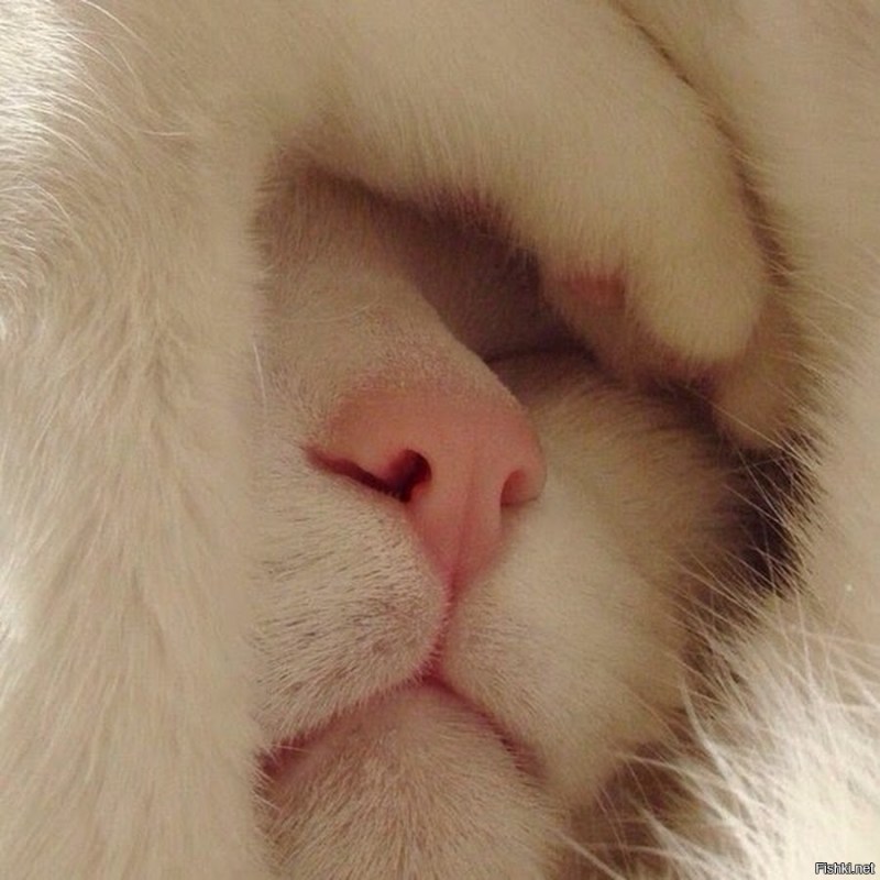 Носик котенка